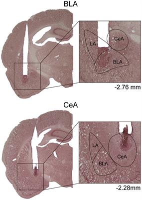 Pharmacological activation of the amygdala, but not single prolonged footshock-induced acute stress, interferes with cue-induced motivation toward food rewards in rats